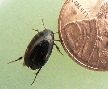 Beetle released in nestbox